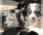 Small Miniature Australian Shepherd