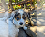 Image preview for Ad Listing. Nickname: Maesie