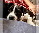 Small Photo #11 American Staffordshire Terrier-Unknown Mix Puppy For Sale in OKLAHOMA CITY, OK, USA
