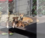 Small #11 Chihuahua