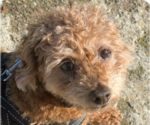 Small Poodle (Miniature) Mix