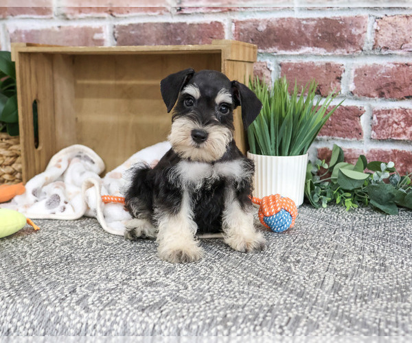 Medium Photo #1 Schnauzer (Miniature) Puppy For Sale in SYRACUSE, IN, USA