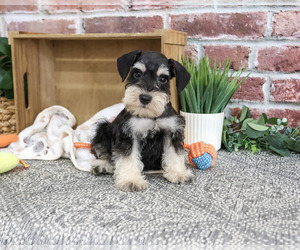 Schnauzer (Miniature) Puppy for sale in SYRACUSE, IN, USA