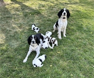 English Springer Spaniel Litter for sale in COLOGNE, MN, USA