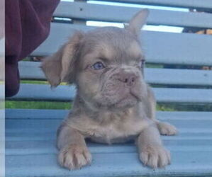 French Bulldog Puppy for sale in MILTON, WI, USA