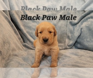 Medium Golden Retriever