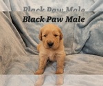Puppy Black Paw Male Golden Retriever