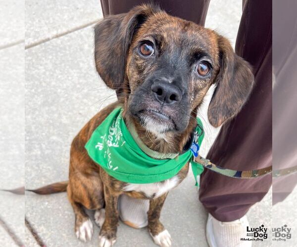 Medium Photo #6 Boxer-Plott Hound Mix Puppy For Sale in Washington, DC, USA