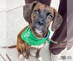 Small #5 Boxer-Plott Hound Mix