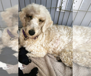 Mother of the Goldendoodle puppies born on 10/02/2022