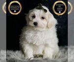 Small #6 Maltipoo (Miniature)
