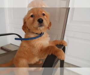 Golden Retriever Puppy for sale in LIMA, OH, USA