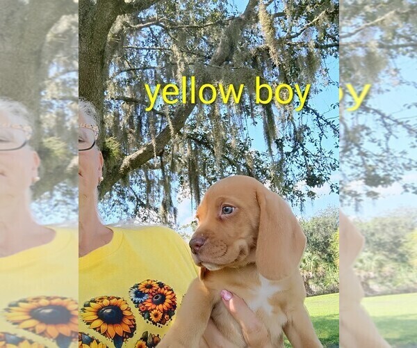 Medium Photo #11 Beagle Puppy For Sale in COCOA, FL, USA