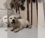 Small #5 Labrador Retriever