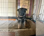 Puppy Orange Collar German Shepherd Dog