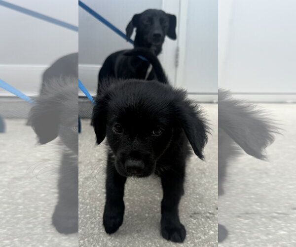 Medium Photo #5 Boykin Spaniel-Labrador Retriever Mix Puppy For Sale in Sanford, FL, USA