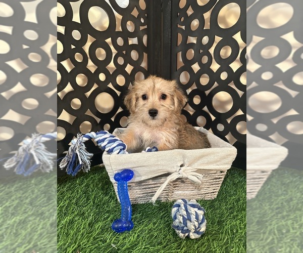 Medium Photo #2 Yo-Chon Puppy For Sale in MOUNT VERNON, OH, USA