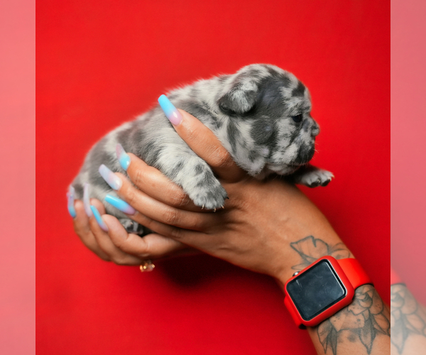 Medium Photo #1 French Bulldog Puppy For Sale in DOUGLASVILLE, GA, USA