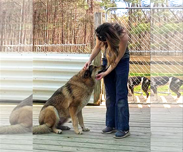 Medium Photo #6 German Shepherd Dog Puppy For Sale in Murfreesboro, NC, USA