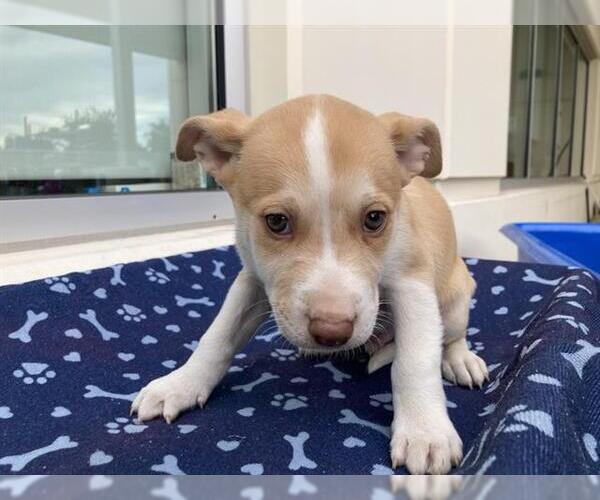 Medium Photo #1 Labsky Puppy For Sale in Orange, CA, USA