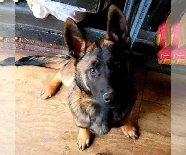 Medium Photo #1 German Shepherd Dog-Malinois Mix Puppy For Sale in MAINEVILLE, OH, USA
