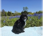 Small Photo #6 Aussiedoodle Miniature  Puppy For Sale in COLLEGE STA, TX, USA