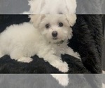 Small #7 Bichon Frise