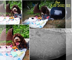 Labradoodle-Poodle (Miniature) Mix Puppy for sale in MILLVILLE, MN, USA