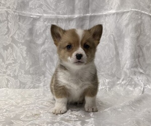 Medium Photo #2 Pembroke Welsh Corgi Puppy For Sale in STANLEY, WI, USA