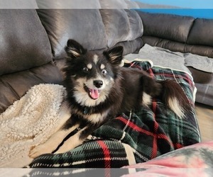 Mother of the Pomsky puppies born on 11/30/2022