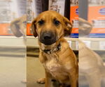 Small #2 German Shepherd Dog-Jack Russell Terrier Mix