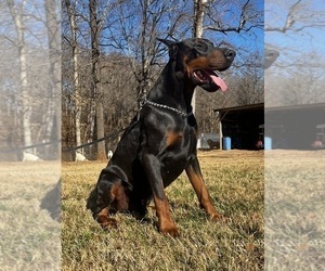 Doberman Pinscher Puppy for Sale in NEWTON, North Carolina USA