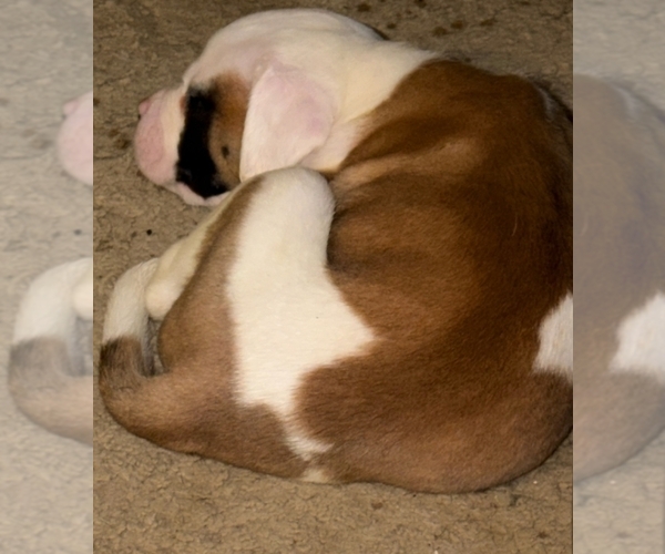 Medium Photo #13 American Bulldog Puppy For Sale in INDEPENDENCE, MO, USA