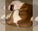 Small #12 American Bulldog