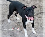Small Photo #6 Bulldog-Labrador Retriever Mix Puppy For Sale in Sanford, FL, USA