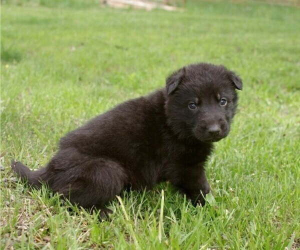 Medium Photo #2 German Shepherd Dog Puppy For Sale in SALEM, MO, USA