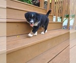 Puppy 1 Miniature Australian Shepherd-Mutt Mix