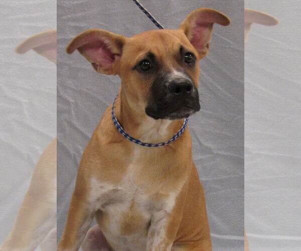 Medium Photo #3 Mutt Puppy For Sale in Conroe, TX, USA