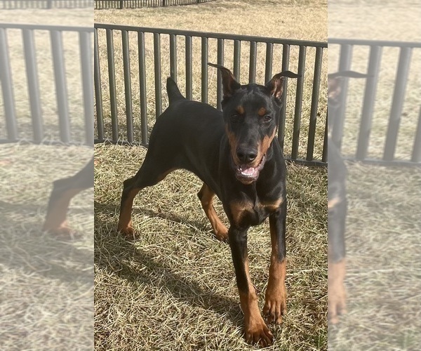 Medium Photo #11 Doberman Pinscher Puppy For Sale in WARSAW, IN, USA