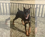 Small #10 Doberman Pinscher
