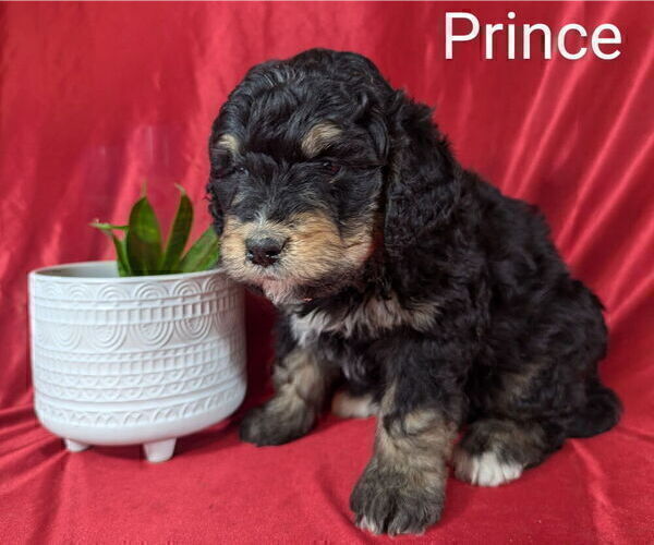 Medium Photo #3 Bernedoodle Puppy For Sale in CANON CITY, CO, USA