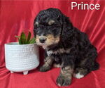 Small #2 Bernedoodle