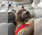 Small #2 American Pit Bull Terrier