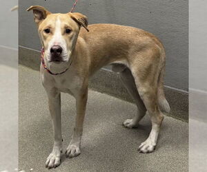 Medium American Pit Bull Terrier Mix