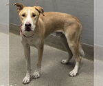 Small American Pit Bull Terrier Mix