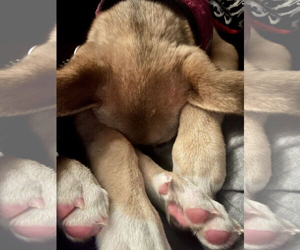 Medium Photo #6 Boxer-German Shepherd Dog Mix Puppy For Sale in North Olmsted, OH, USA