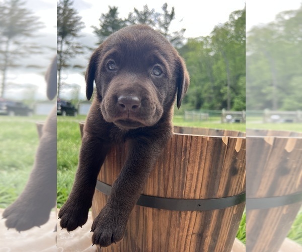 Medium Photo #8 Labrador Retriever Puppy For Sale in NEOLA, WV, USA