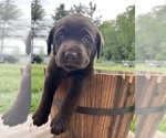 Small #7 Labrador Retriever