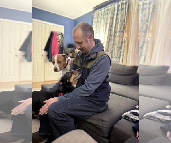 Medium Photo #3 Mutt Puppy For Sale in Mount Laurel, NJ, USA