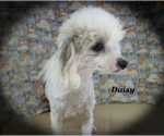 Small #26 Poodle (Toy)